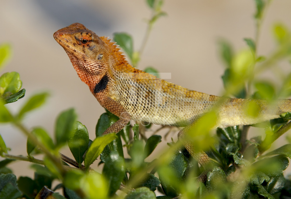 "Oriental Garden Lizard, Calotes versicolor" by TTStock - $7.54 "Oriental Garden Lizard, Calotes versicolor" stock image