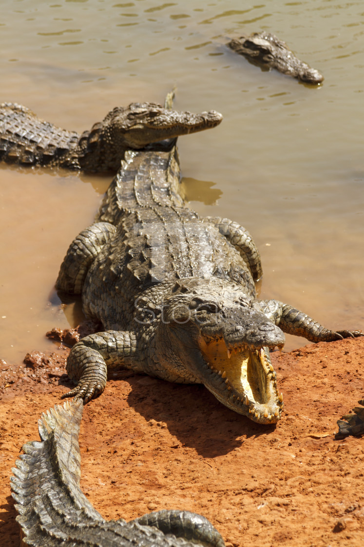 "Alligators waiting in the hot African sun on the waters edge." by TTStock - $7.54 "Alligators waiting in the hot African sun on the waters edge." stock image