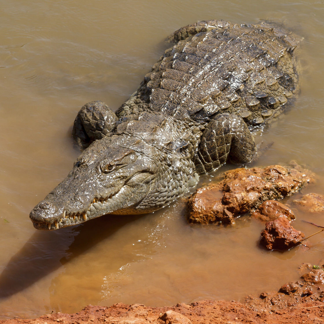 "Alligator waiting in the hot African sun on the waters edge." by TTStock - $7.54 "Alligator waiting in the hot African sun on the waters edge." stock image