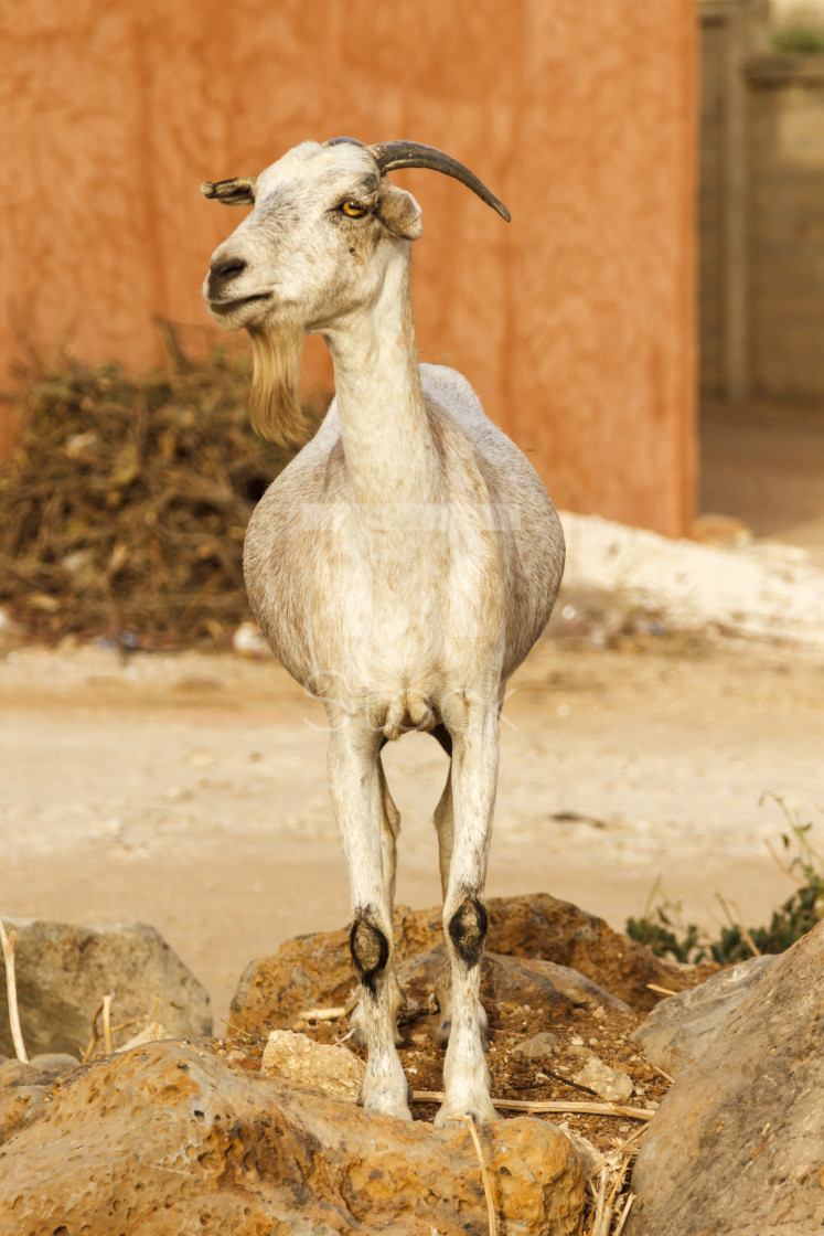 "Single bearded goat standing on some rocks in the hot sun." by TTStock - $7.54 "Single bearded goat standing on some rocks in the hot sun." stock image