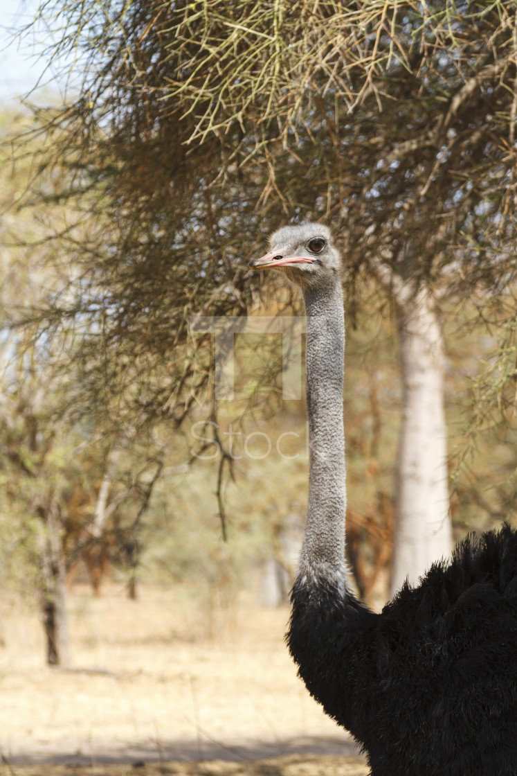 "Wild longneck ostrich" by TTStock - $7.54 "Wild longneck ostrich" stock image
