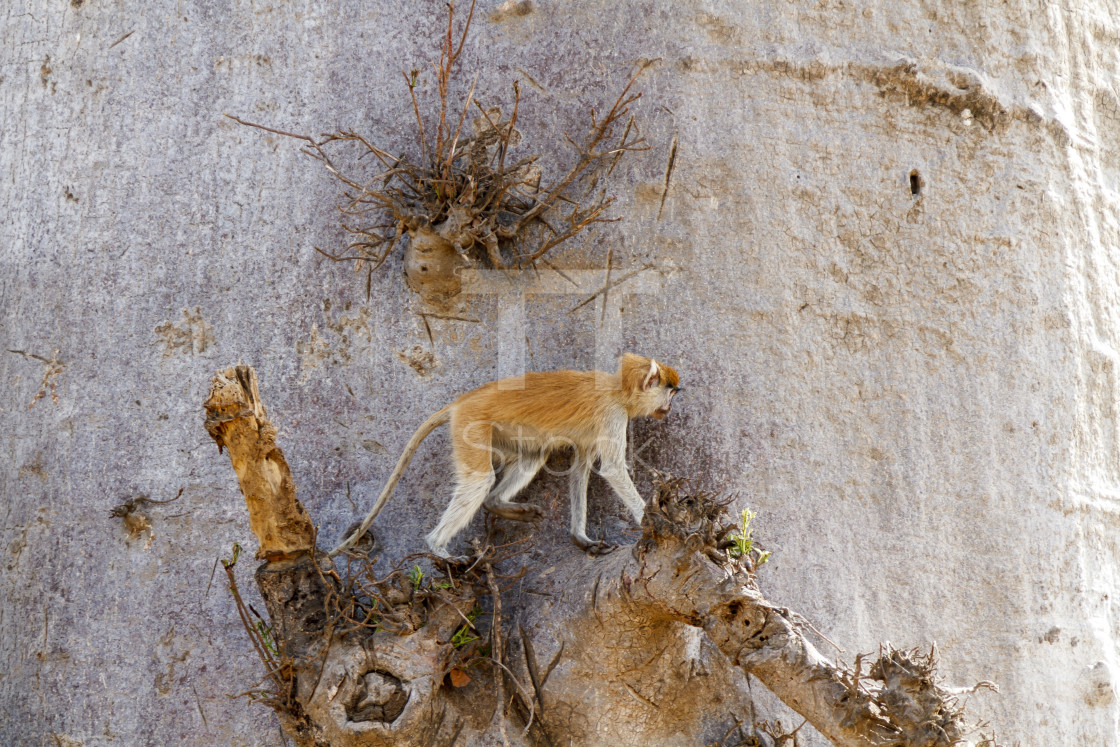 "Patas monkey climbing" by TTStock - $7.46 "Patas monkey climbing" stock image