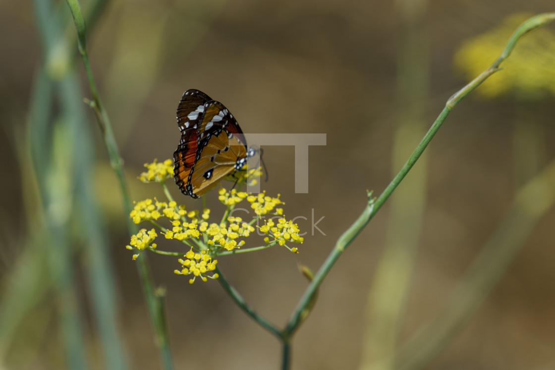 "Red Admiral butterfly collecting nectar" by TTStock - $7.46 "Red Admiral butterfly collecting nectar" stock image