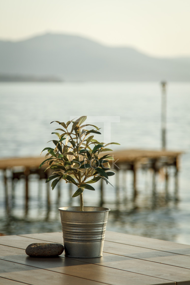 "Olive tree on table 2" by TTStock - $7.46 "Olive tree on table 2" stock image