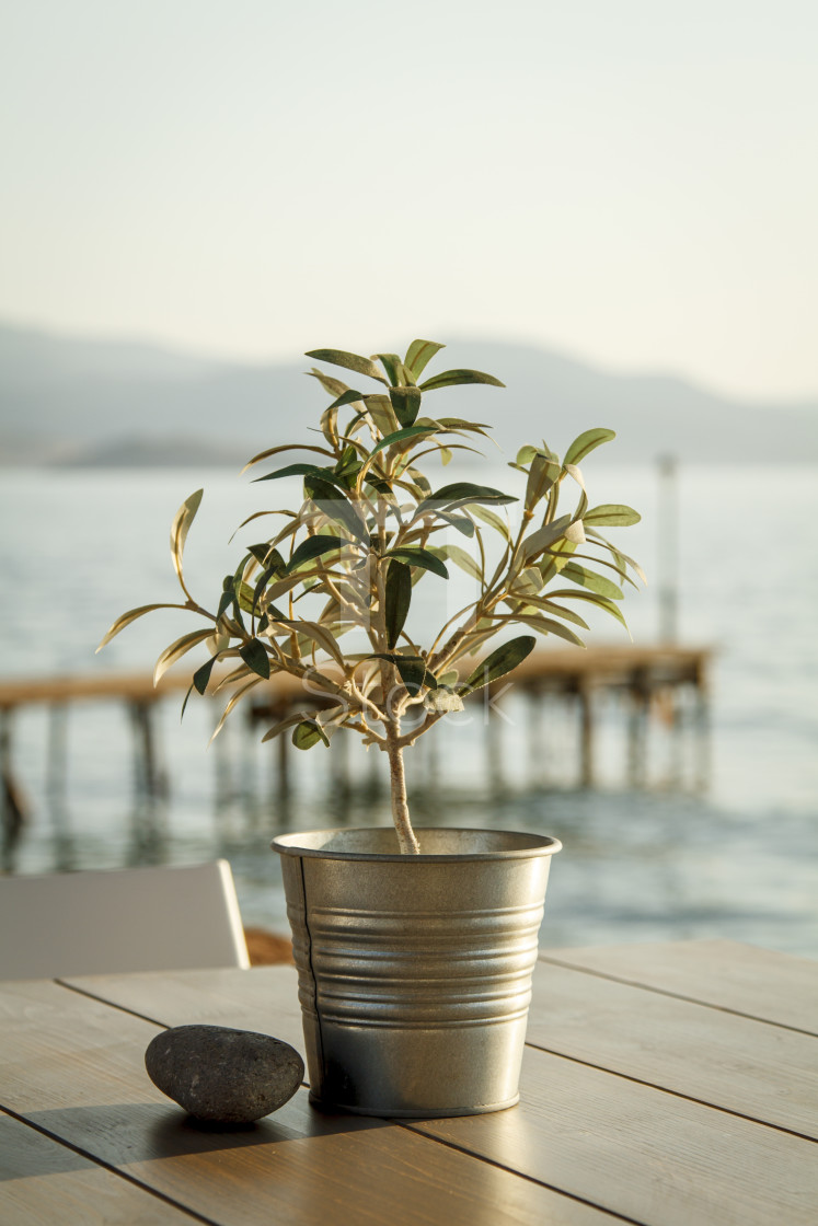 "Olive tree on table 3" by TTStock - $7.46 "Olive tree on table 3" stock image