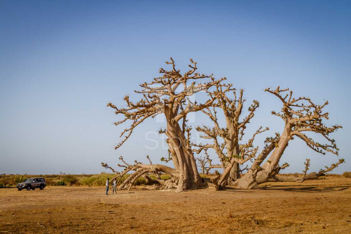 "Senegal, Africa - April 26, 2016: Tourist with guide standing talking under a huge baobab tree in the dry savanah of south west Senegal." by TTStock - $7.46 "Senegal, Africa - April 26, 2016: Tourist with guide standing talking under a huge baobab tree in the dry savanah of south west Senegal." stock image