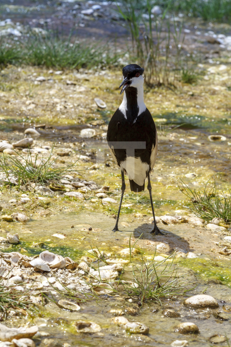"Spur winged plover standing" by TTStock - $7.46 "Spur winged plover standing" stock image