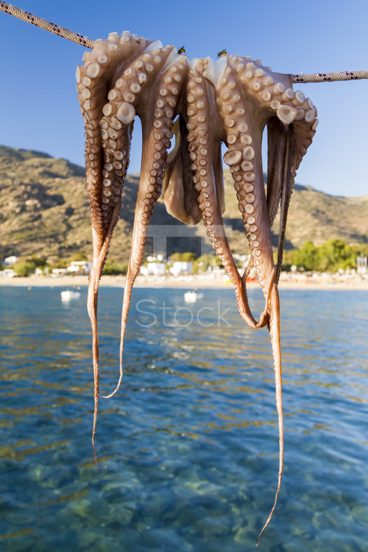 "Octopus drying in the sun" by TTStock - $7.54 "Octopus drying in the sun" stock image