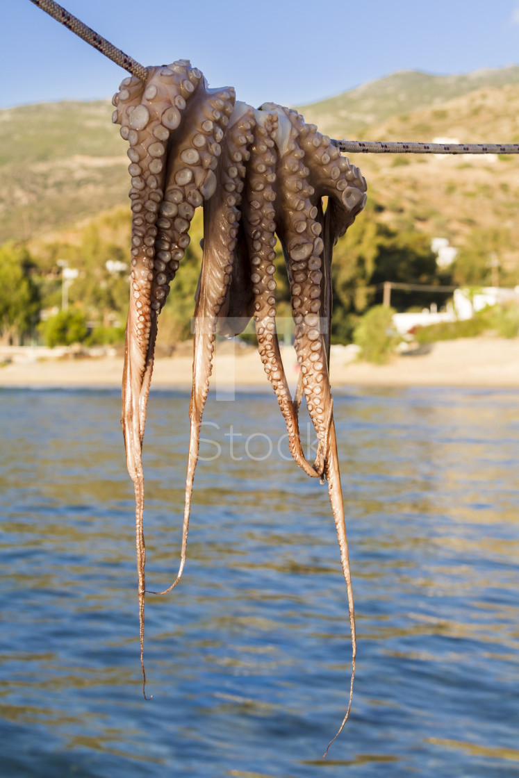 "Octopus hanging on a line" by TTStock - $7.46 "Octopus hanging on a line" stock image