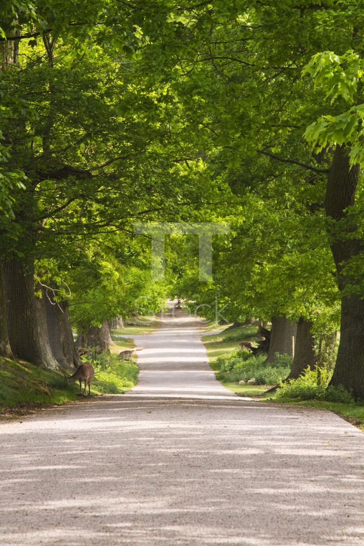 "Under canopy of trees" by TTStock - $7.54 "Under canopy of trees" stock image