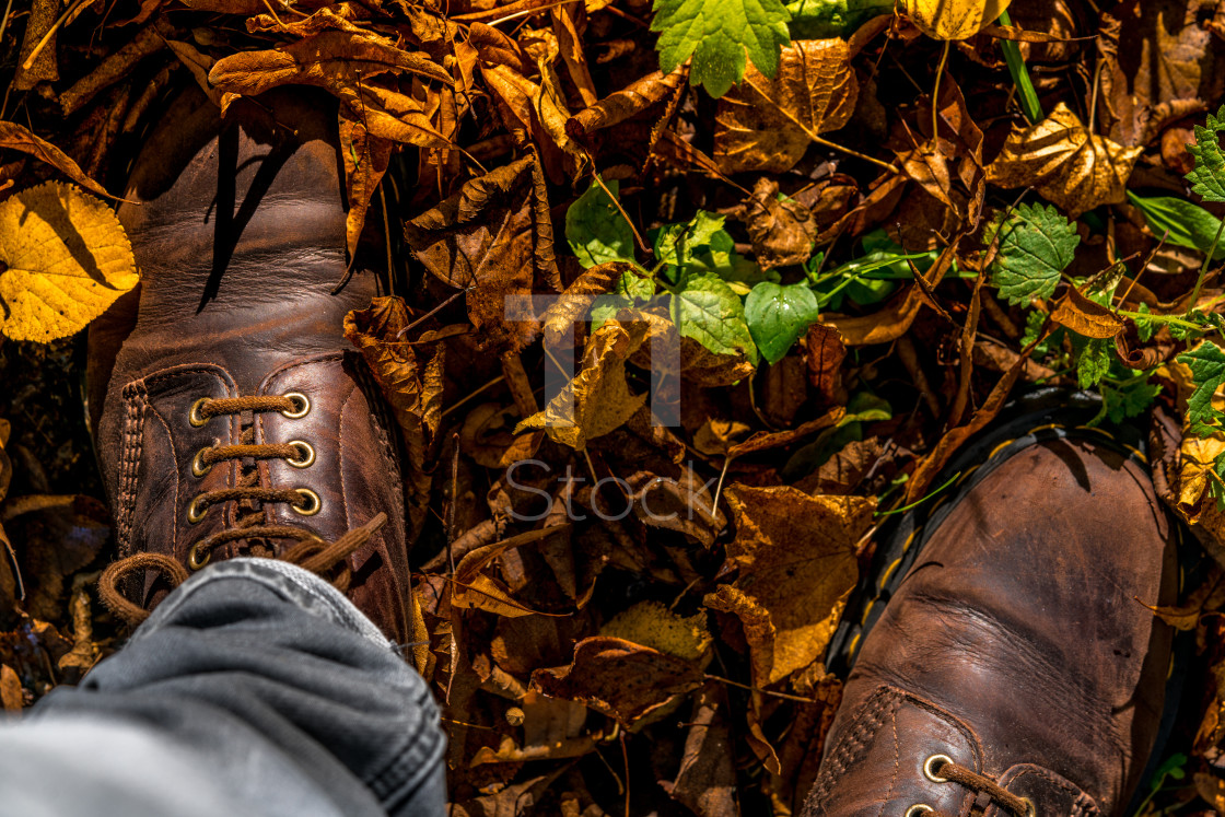 "Autumn season concept in rural Biesbosch" by TTStock - $7.54 "Autumn season concept in rural Biesbosch" stock image