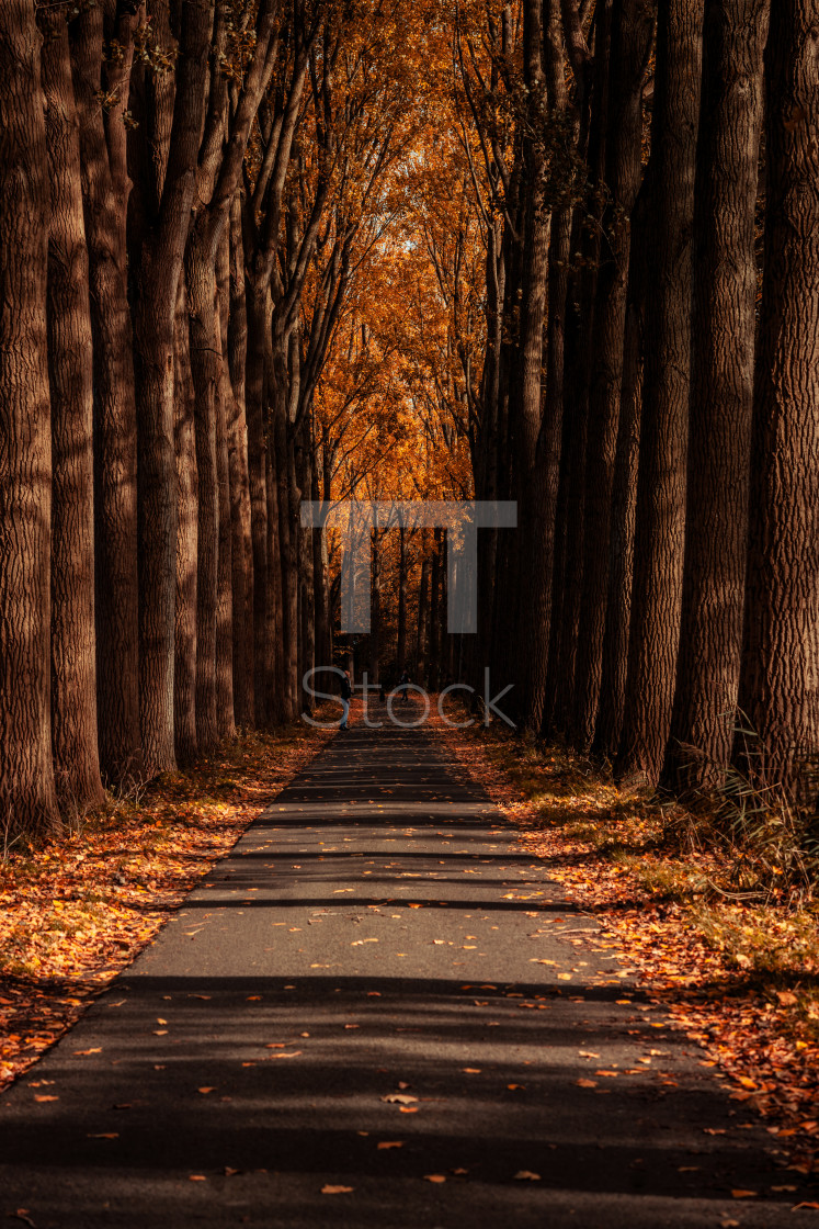 "Autumn season concept" by TTStock - $7.54 "Autumn season concept" stock image
