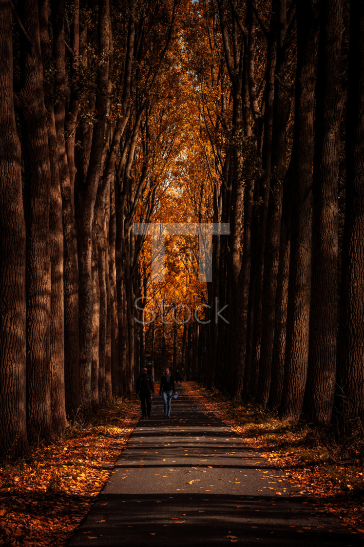 "Couple in autumn park," by TTStock - $7.54 "Couple in autumn park," stock image