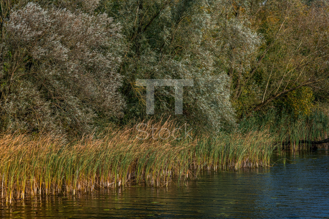 "Yellow, orange and green reed stems in early morning sunlight" by TTStock - $7.46 "Yellow, orange and green reed stems in early morning sunlight" stock image
