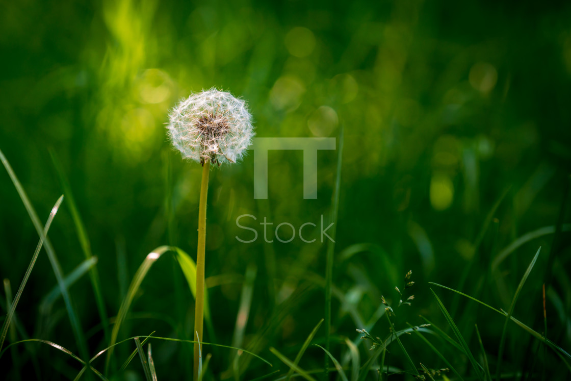 "Bright sunlit round common dandelion" by TTStock - $7.46 "Bright sunlit round common dandelion" stock image