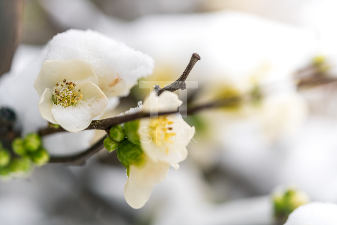 "Blossom in falling snow" by TTStock - $7.54 "Blossom in falling snow" stock image