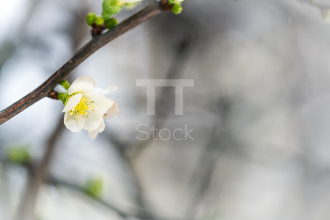 "Blossom in falling snow" by TTStock - $7.46 "Blossom in falling snow" stock image