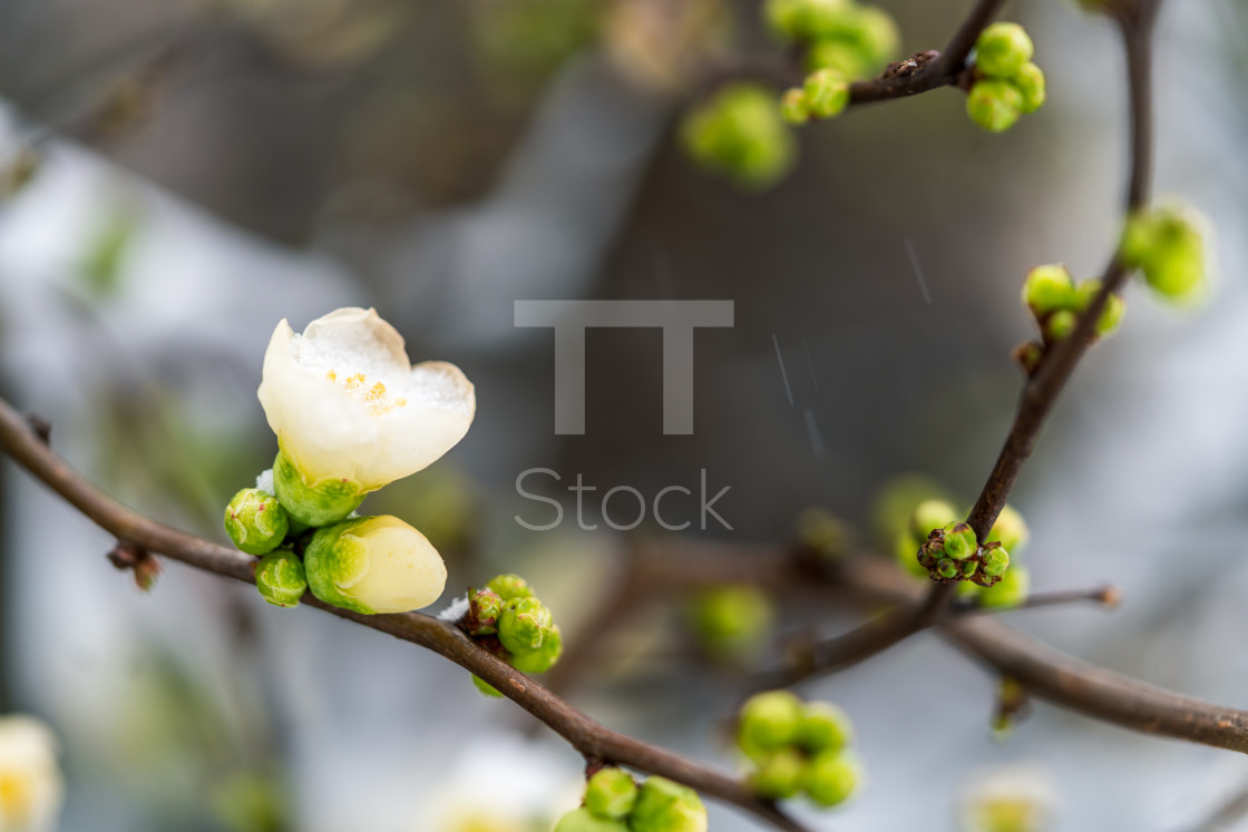 "Blossom in falling snow" by TTStock - $7.54 "Blossom in falling snow" stock image