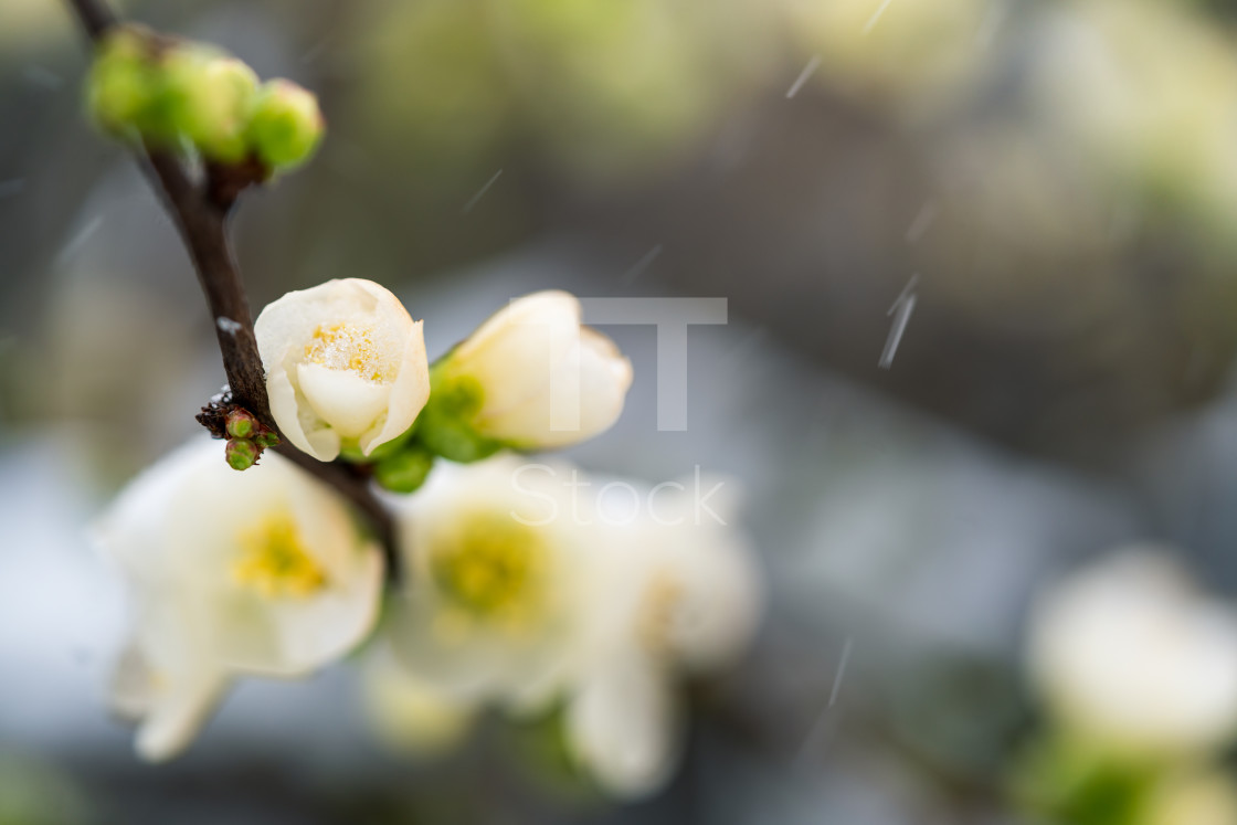 "Blossom in falling snow" by TTStock - $7.54 "Blossom in falling snow" stock image