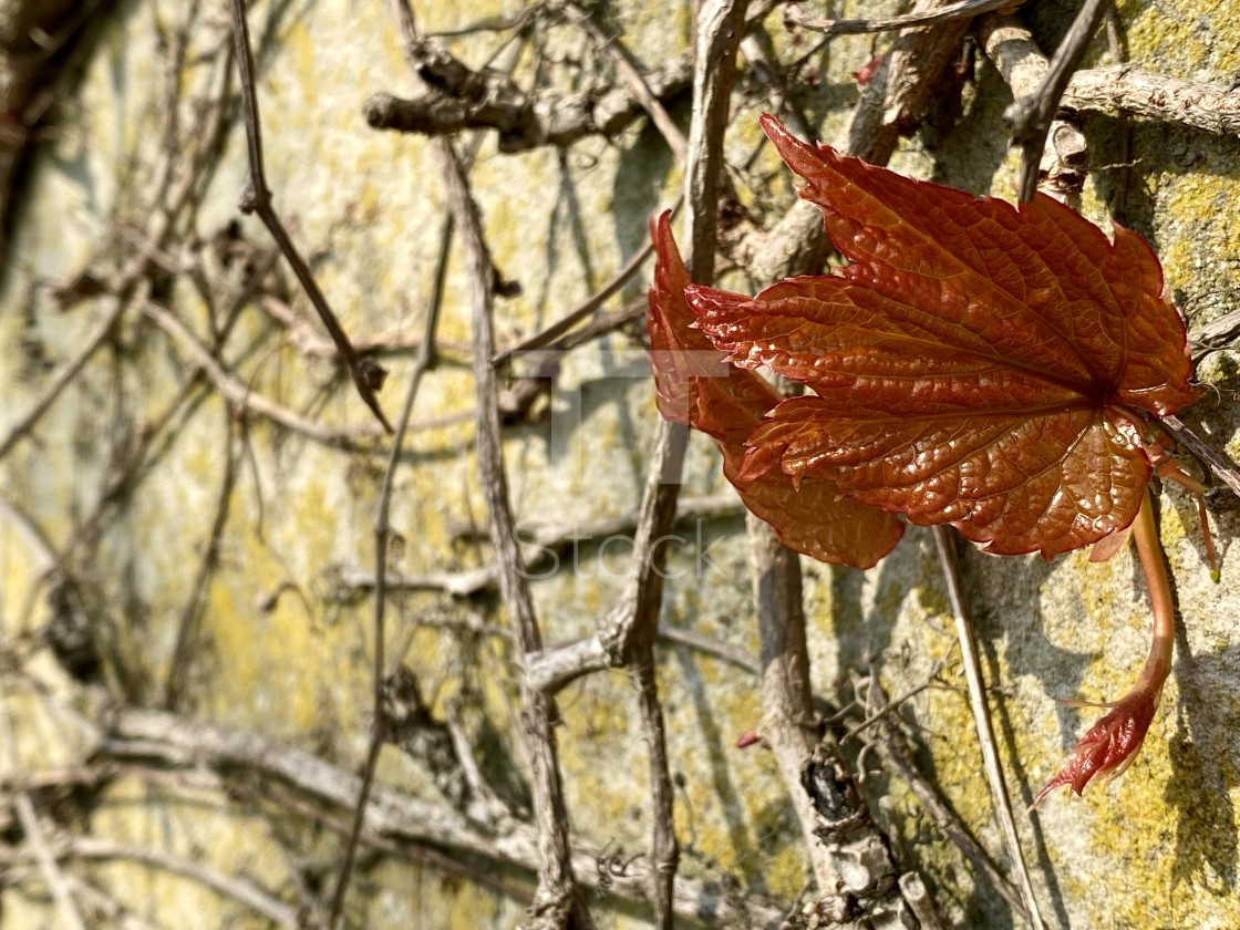 "Spring ivy growing and climbing up an old decorated concrete wall. New life awakening in springtime." by TTStock - $7.54 "Spring ivy growing and climbing up an old decorated concrete wall. New life awakening in springtime." stock image
