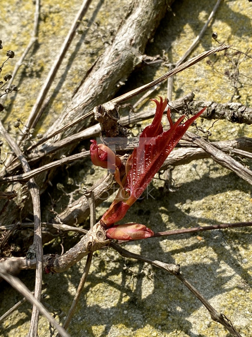 "Spring ivy growing and climbing up an old decorated concrete wall. New life awakening in springtime." by TTStock - $7.54 "Spring ivy growing and climbing up an old decorated concrete wall. New life awakening in springtime." stock image