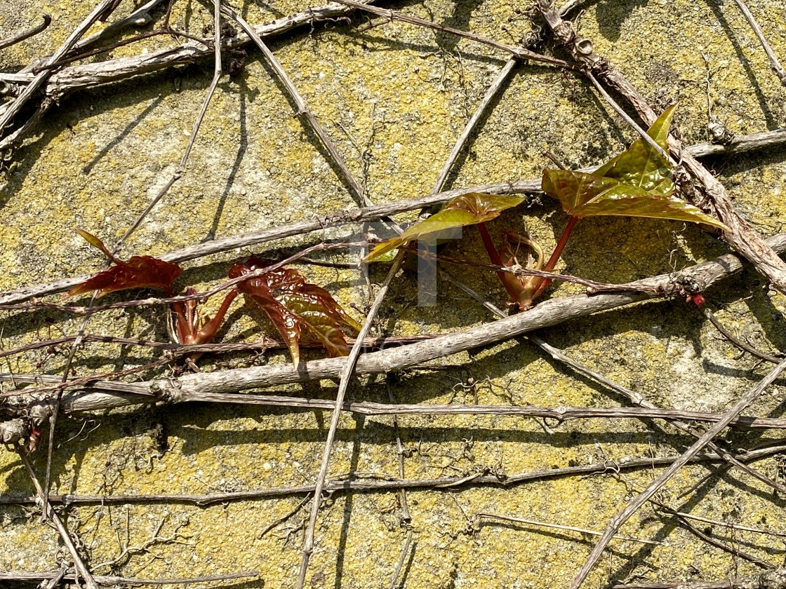 "Spring ivy growing and climbing up an old decorated concrete wall. New life awakening in springtime." by TTStock - $7.46 "Spring ivy growing and climbing up an old decorated concrete wall. New life awakening in springtime." stock image