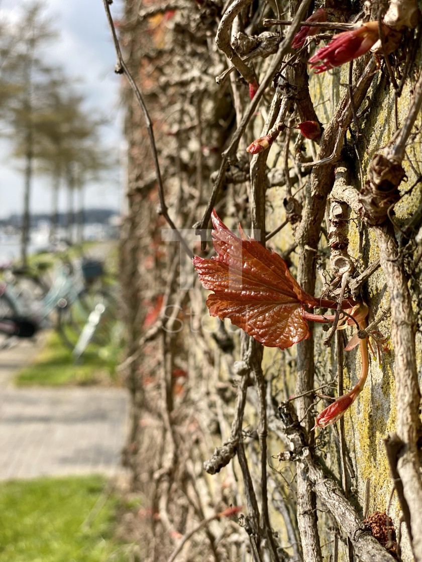 "Spring ivy growing and climbing up an old decorated concrete wall. New life awakening in springtime." by TTStock - $7.54 "Spring ivy growing and climbing up an old decorated concrete wall. New life awakening in springtime." stock image