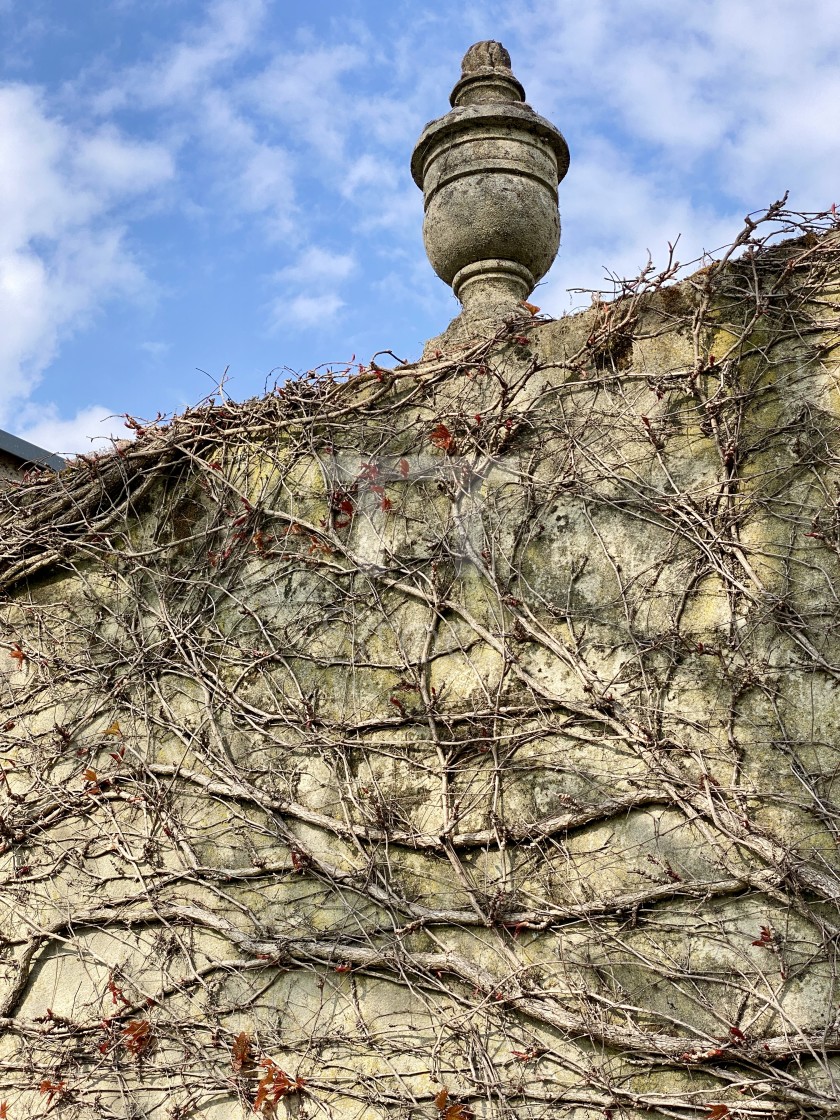"Spring ivy growing and climbing up an old decorated concrete wall. New life awakening in springtime." by TTStock - $7.54 "Spring ivy growing and climbing up an old decorated concrete wall. New life awakening in springtime." stock image