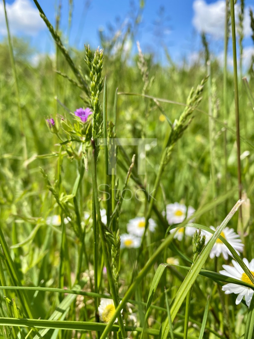 "Delicate wild pink and white flowers in the spring green grass meadow full of daisies." by TTStock - $7.54 "Delicate wild pink and white flowers in the spring green grass meadow full of daisies." stock image