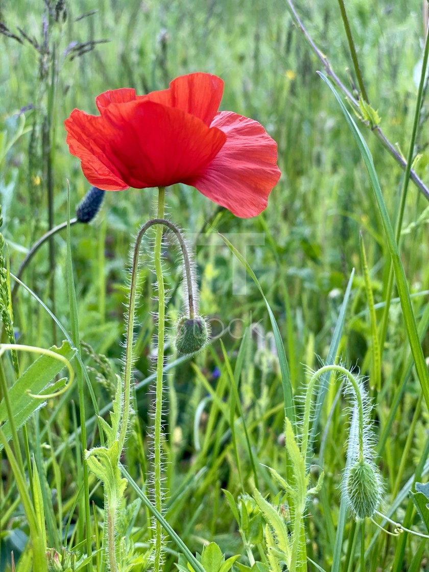 "Wild flowers in the spring green grass. A single red poppy swaying in the wind on a sunny day." by TTStock - $7.54 "Wild flowers in the spring green grass. A single red poppy swaying in the wind on a sunny day." stock image