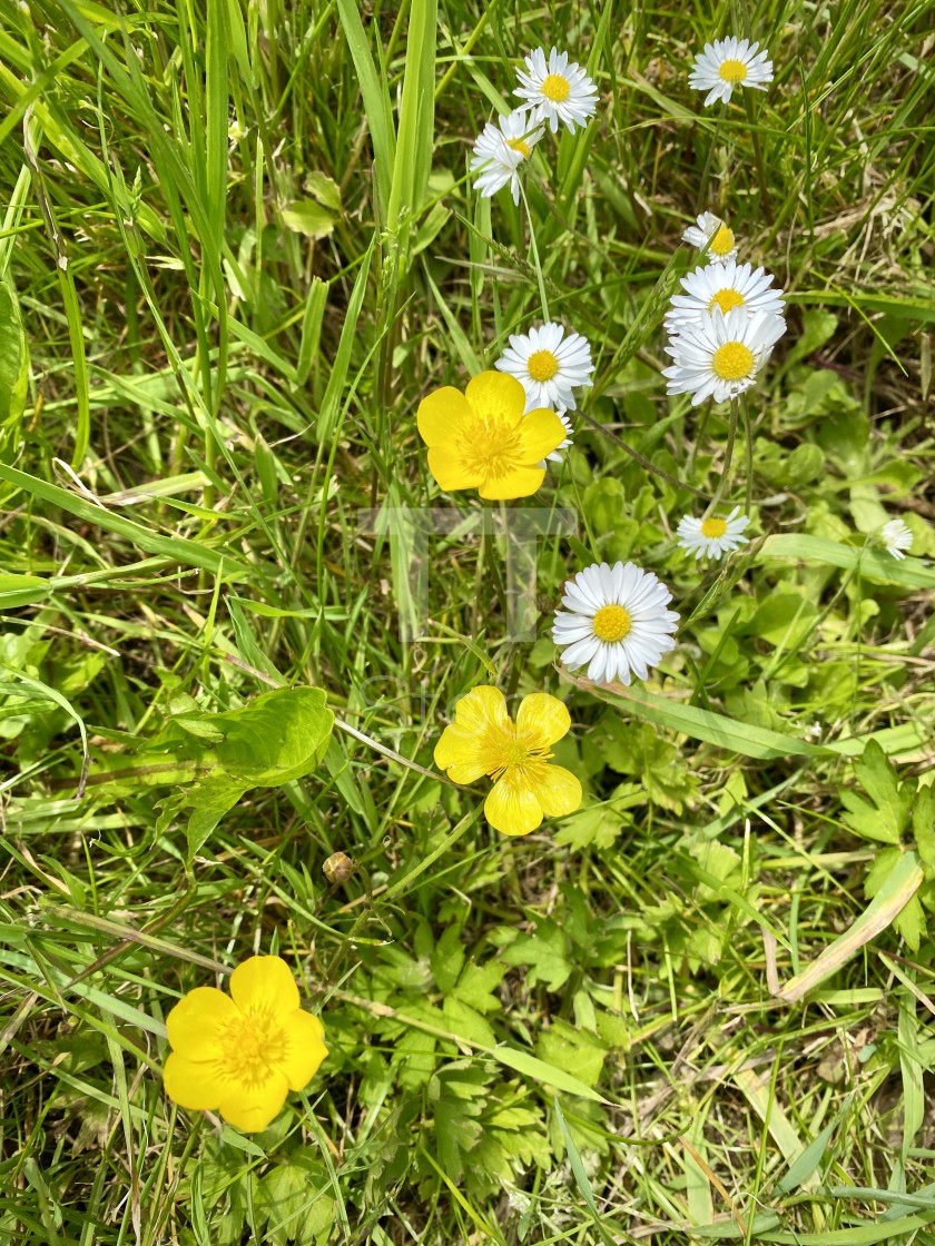 "Delicate wild yellow and white flowers in the spring green grass meadow, buttercups & daisies." by TTStock - $7.46 "Delicate wild yellow and white flowers in the spring green grass meadow, buttercups & daisies." stock image
