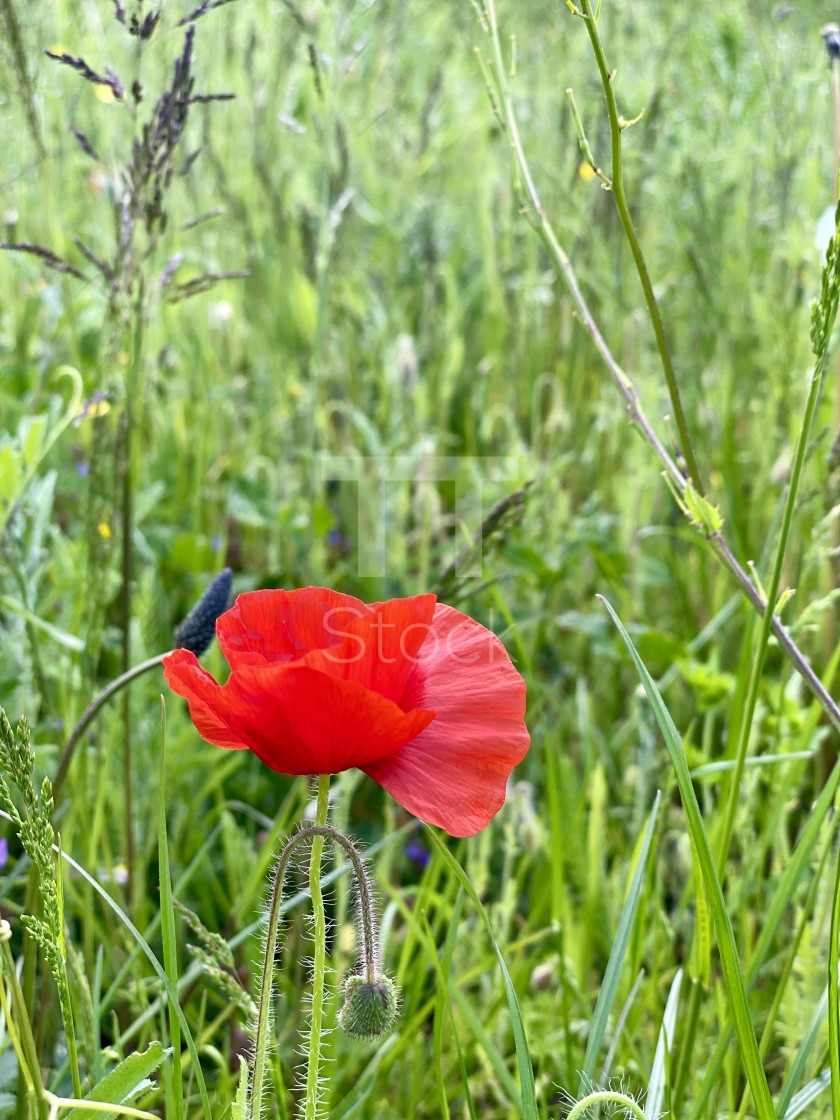 "Wild flowers in the spring green grass. A single red poppy swaying in the wind on a sunny day." by TTStock - $7.46 "Wild flowers in the spring green grass. A single red poppy swaying in the wind on a sunny day." stock image