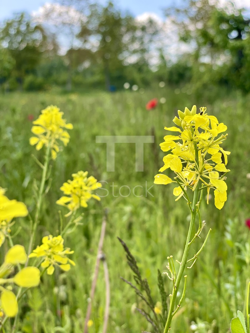"Delicate wild yellow flowers in the spring green grass meadow swaying in the wind on a sunny day." by TTStock - $7.54 "Delicate wild yellow flowers in the spring green grass meadow swaying in the wind on a sunny day." stock image