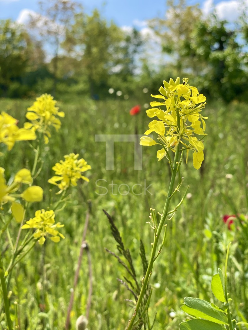 "Delicate wild yellow flowers in the spring green grass meadow swaying in the wind on a sunny day." by TTStock - $7.54 "Delicate wild yellow flowers in the spring green grass meadow swaying in the wind on a sunny day." stock image