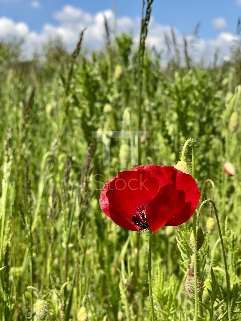 "Wild flowers in the spring green grass. A single red poppy swaying in the wind on a sunny day." by TTStock - $7.54 "Wild flowers in the spring green grass. A single red poppy swaying in the wind on a sunny day." stock image