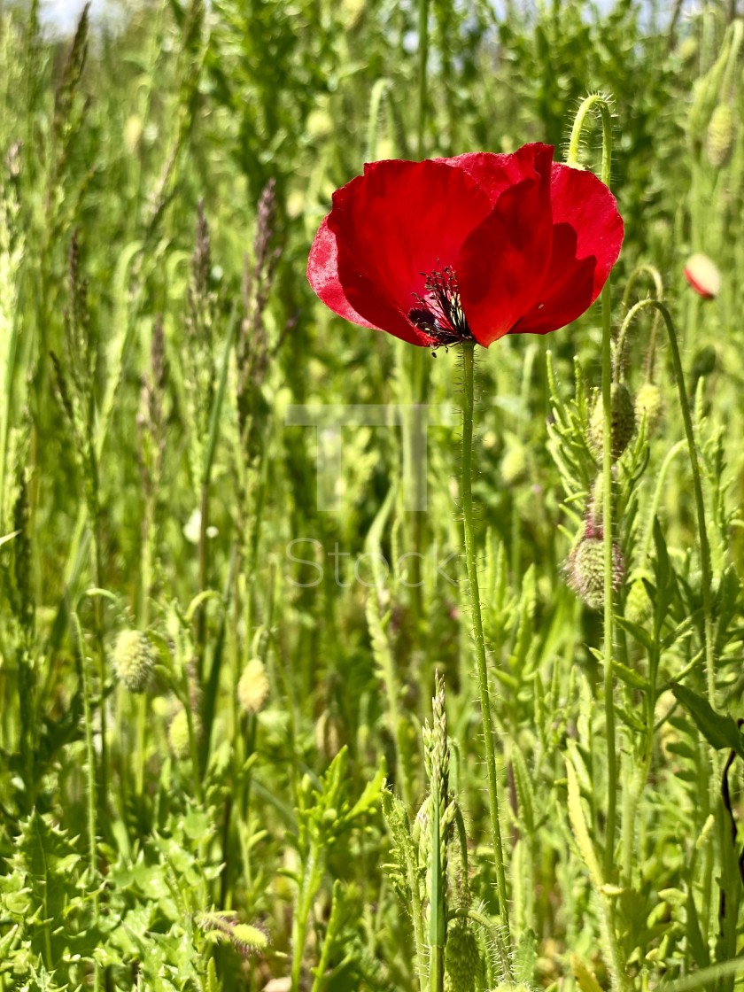 "Wild flowers in the spring green grass. A single red poppy swaying in the wind on a sunny day." by TTStock - $7.54 "Wild flowers in the spring green grass. A single red poppy swaying in the wind on a sunny day." stock image
