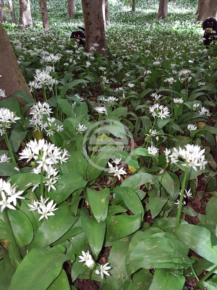 "Wild Garlic" stock image