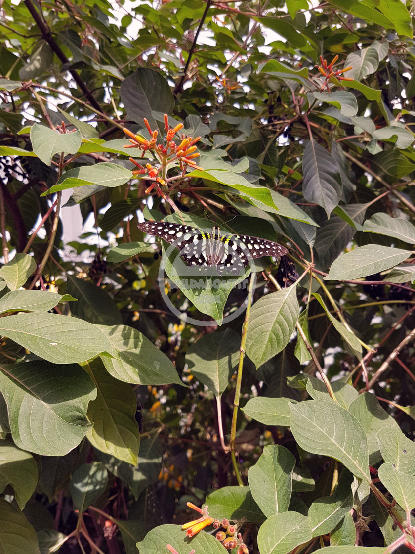 "Butterfly Conservatory" stock image