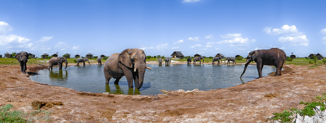 "Elephant 5 Panoramic" stock image