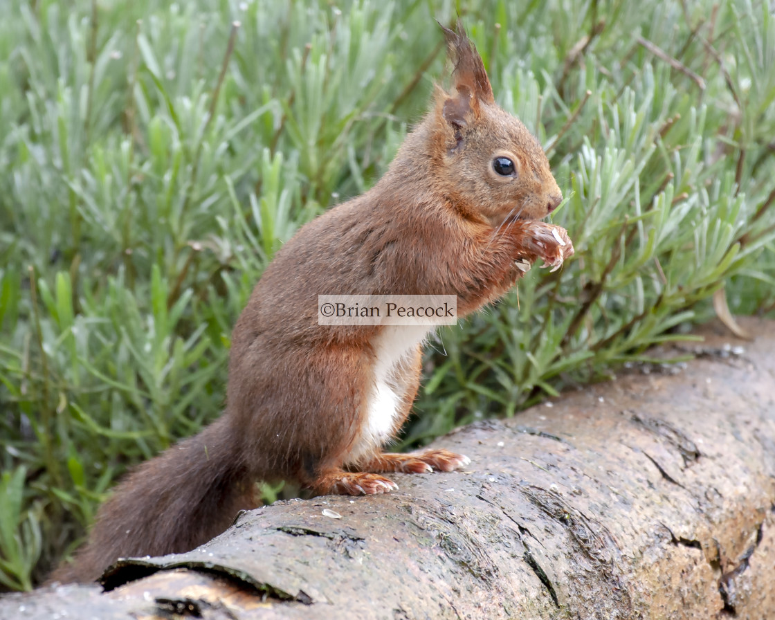 "Red Squirrel Profile" stock image