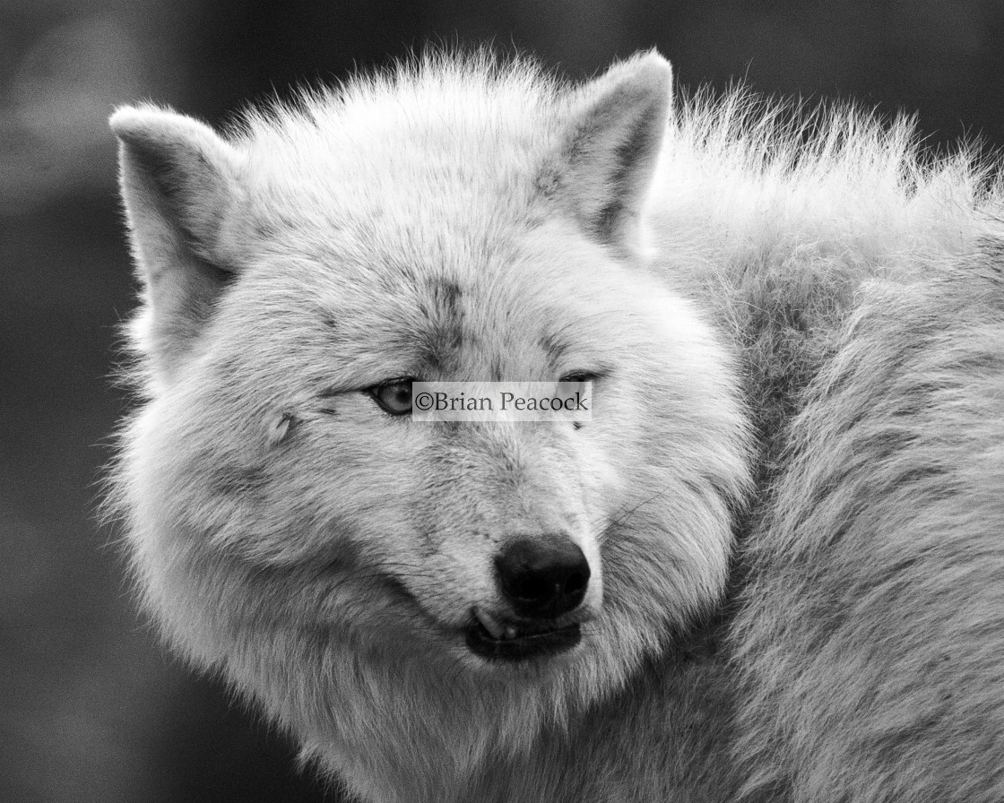 "Arctic wolf" stock image