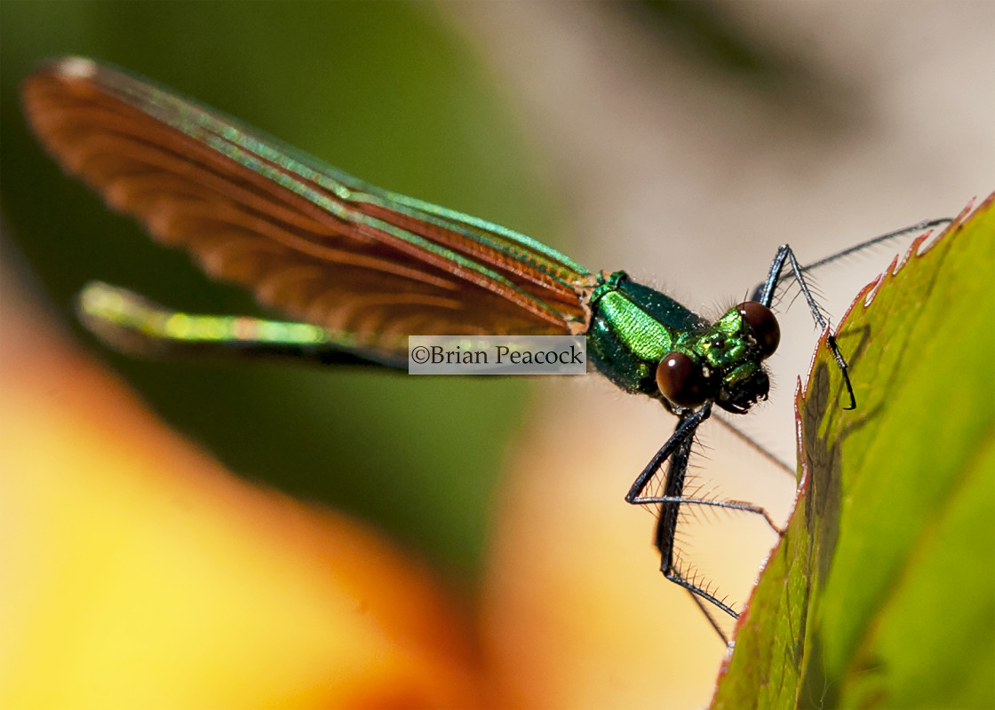 "Damselfly" stock image