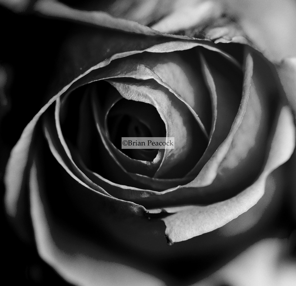 "Rose in black and white" stock image