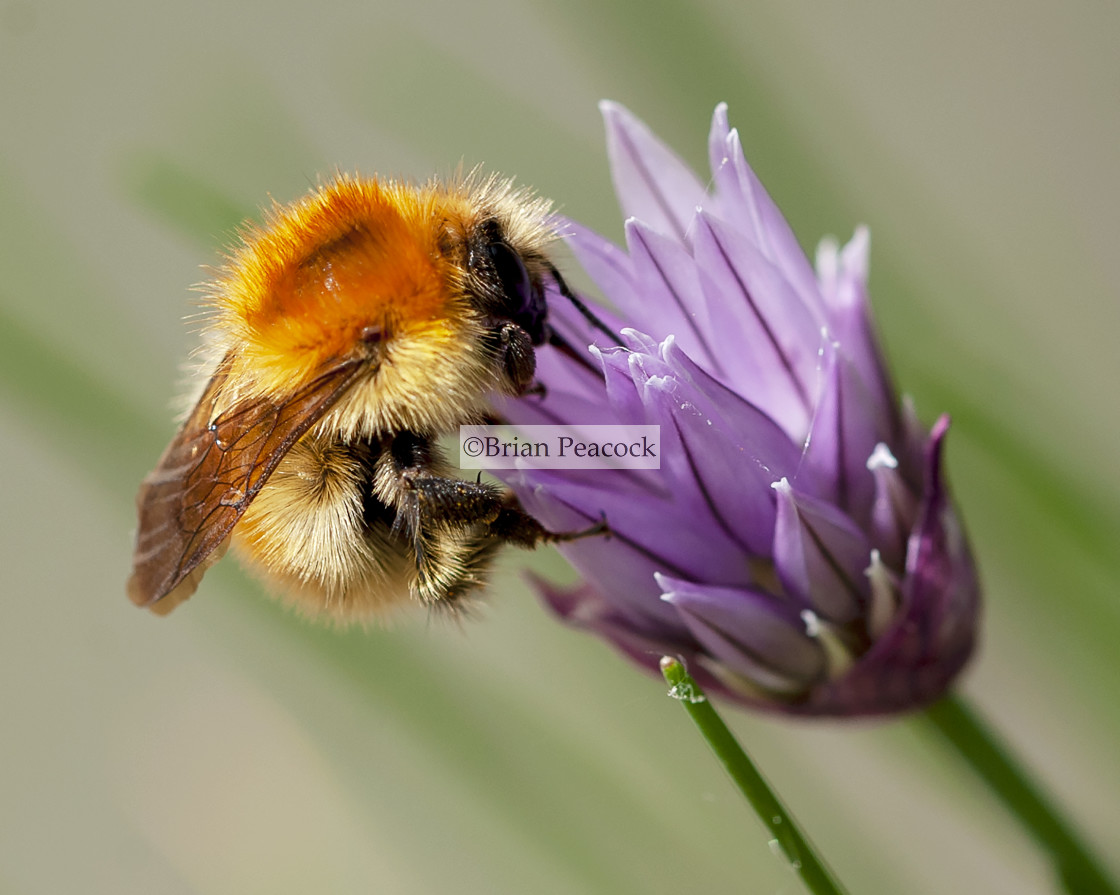 "Bee - Chive" stock image