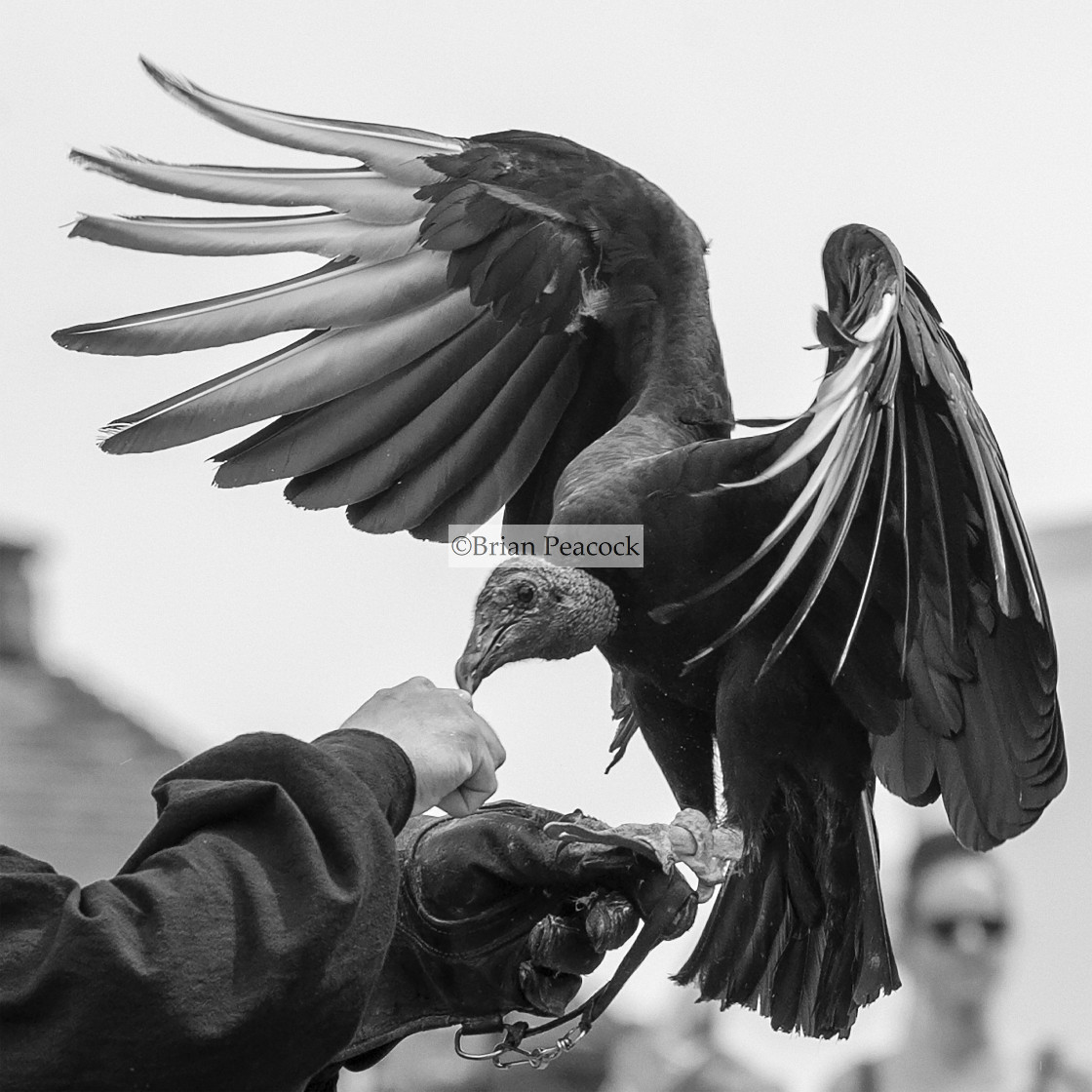 "Bird display" stock image