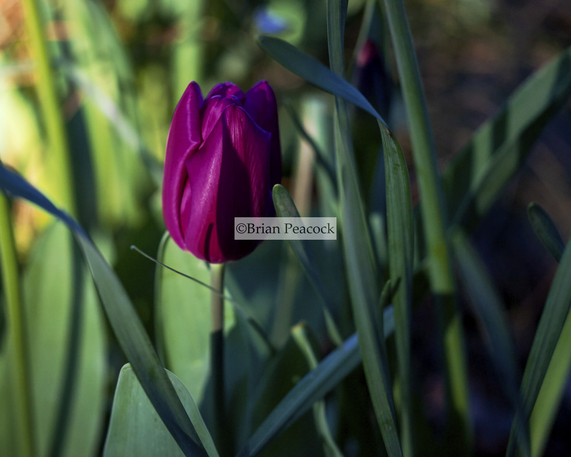 "The colour purple" stock image