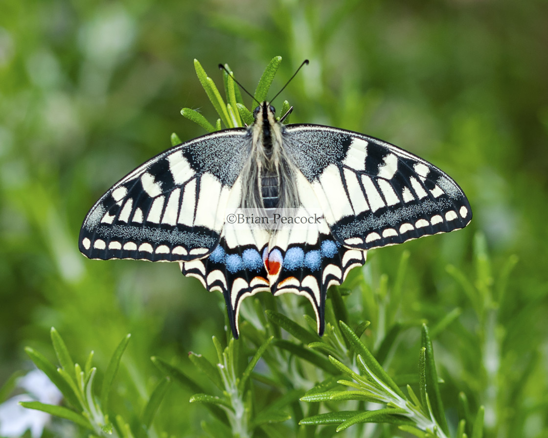 "A beautiful Swallowtail Butterfly" stock image