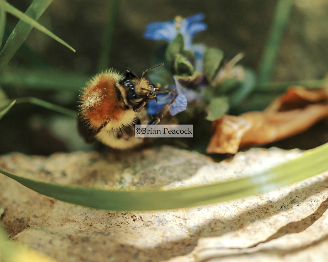 "Common carder bee (I think)" stock image