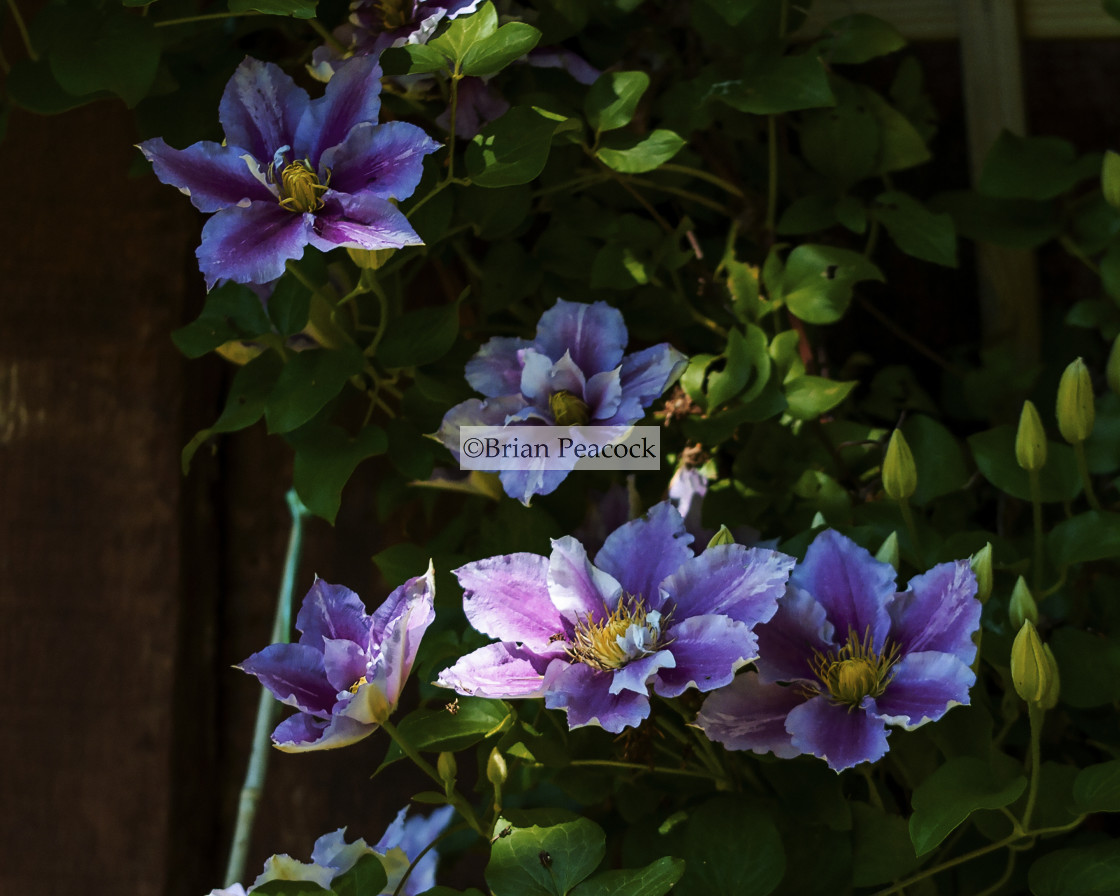 "Shaded Clematis" stock image