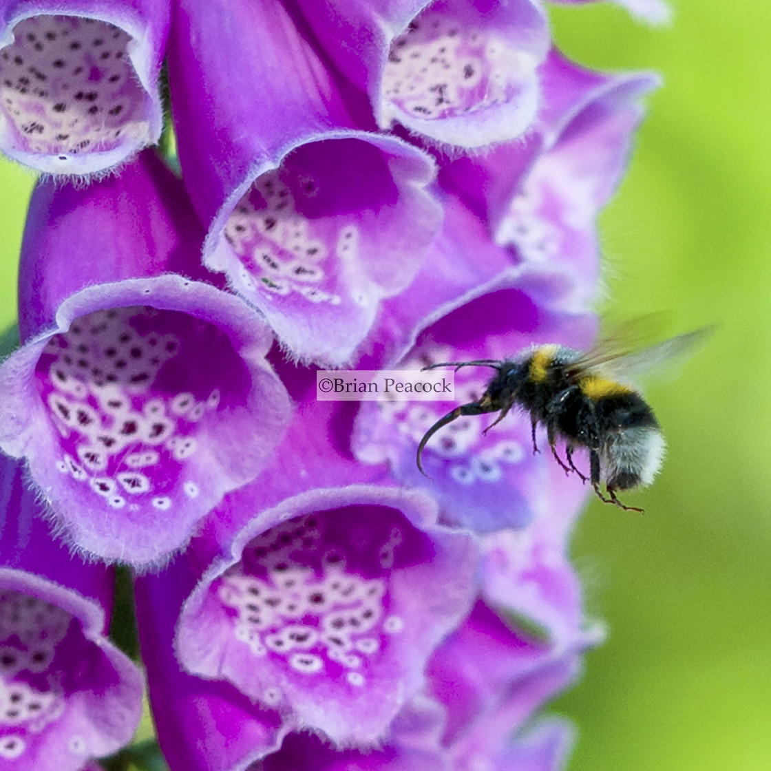 "Bee and Fox Glove" stock image